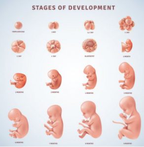مراحل رشد نوزاد